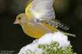 Обыкновенная зеленушка фото (Carduelis chloris) - изображение №2882 onbird.ru.<br>Источник: yves.thonnerieux.oiseaux.net